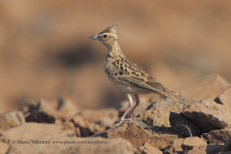 Tawny lark - Galerida deva