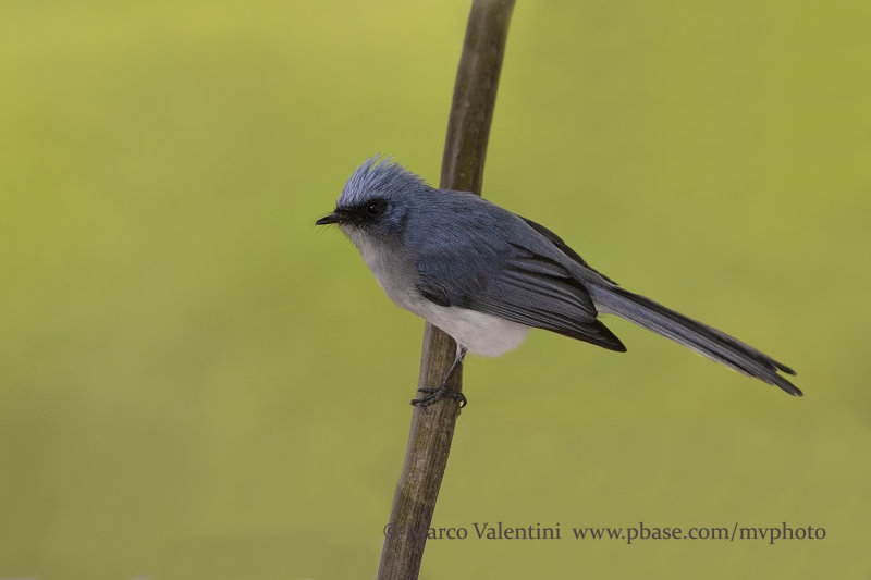 White tailed blue flycatcher - Elminia albicauda