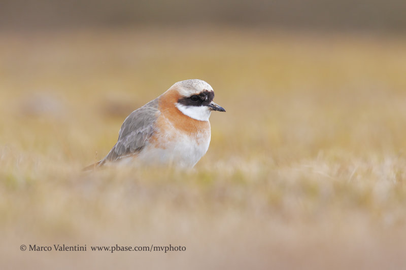 Tibetan Plover - Anarhynchus tibetanus