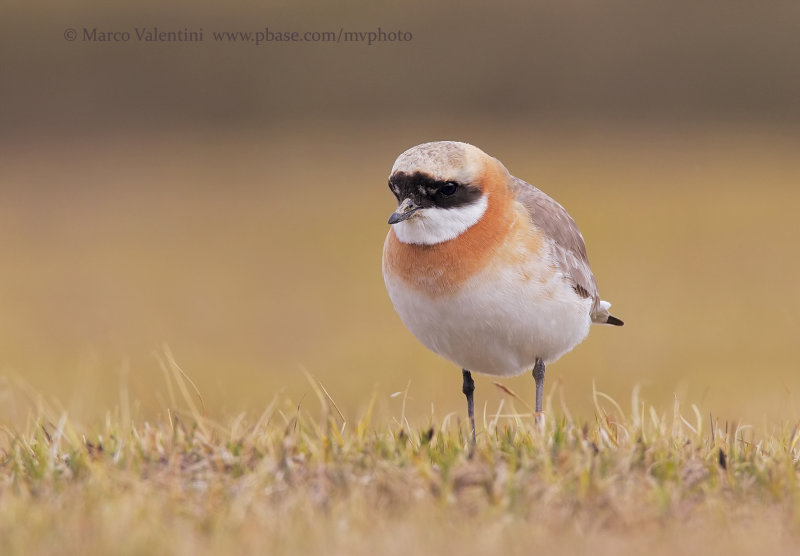 Tibetan Plover - Anarhynchus tibetanus