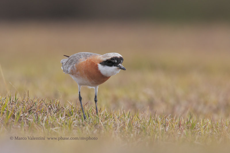Tibetan Plover - Anarhynchus tibetanus