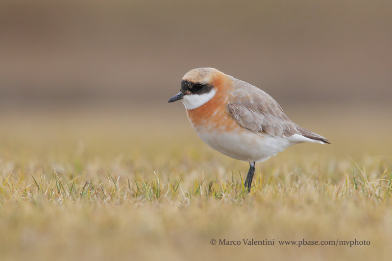 Tibetan Plover - Anarhynchus tibetanus