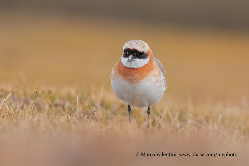 Tibetan Plover - Anarhynchus tibetanus