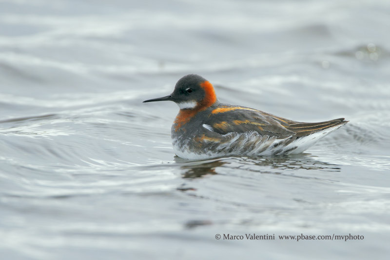 Red-necked Phalarope - Phalaropus lobatus