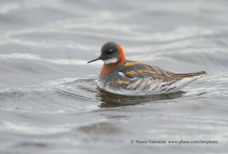 Red-necked Phalarope - Phalaropus lobatus