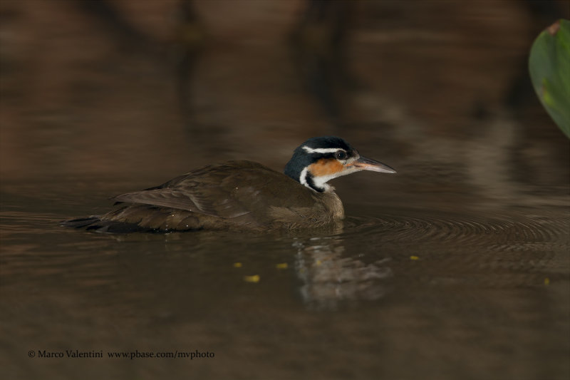 Sungrebe - Heliornis fulica