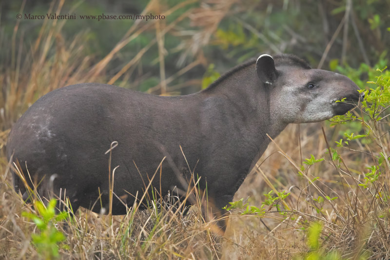 Tapir - Tapirus terrestris
