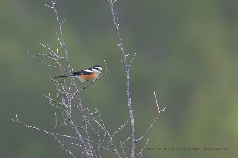 Masked Shrike - Lanius nubicus