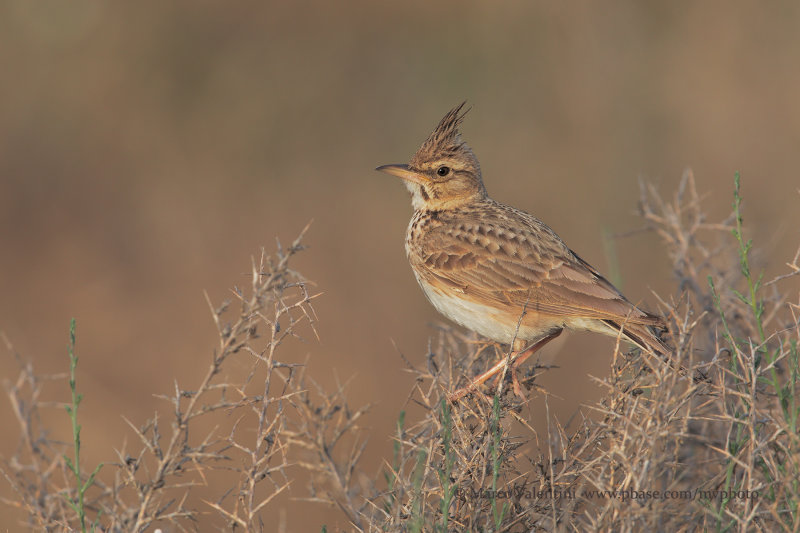 Crested Lark - Galerida cristata