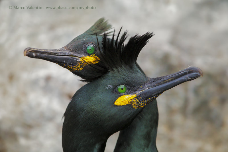European Shag - Phalacrocorax aristotelis