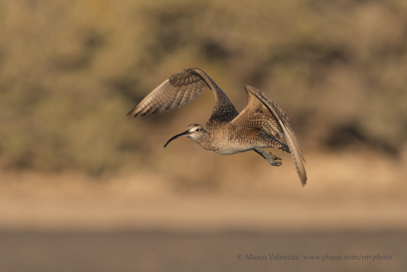 Whimbrel - Numenius phaeopus