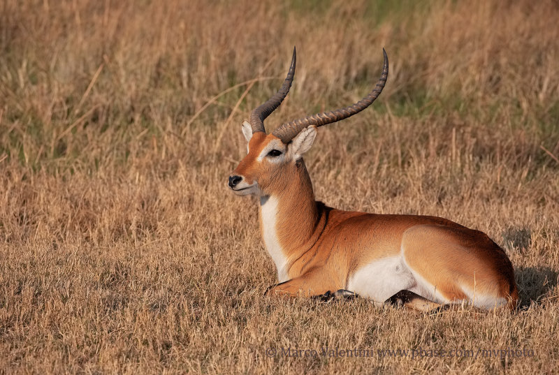 Red Lechwe - Kobus leche