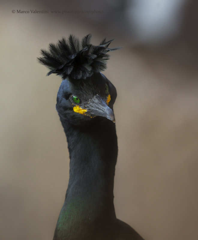European Shag - Phalacrocorax aristotelis