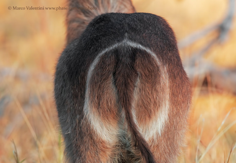 Waterbuck  - (Kobus ellipsiprymnus)