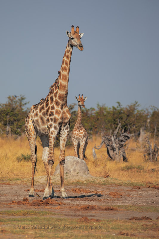 Giraffa camelopardalis angolensis