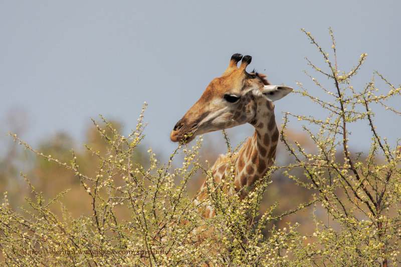 Giraffa camelopardalis angolensis