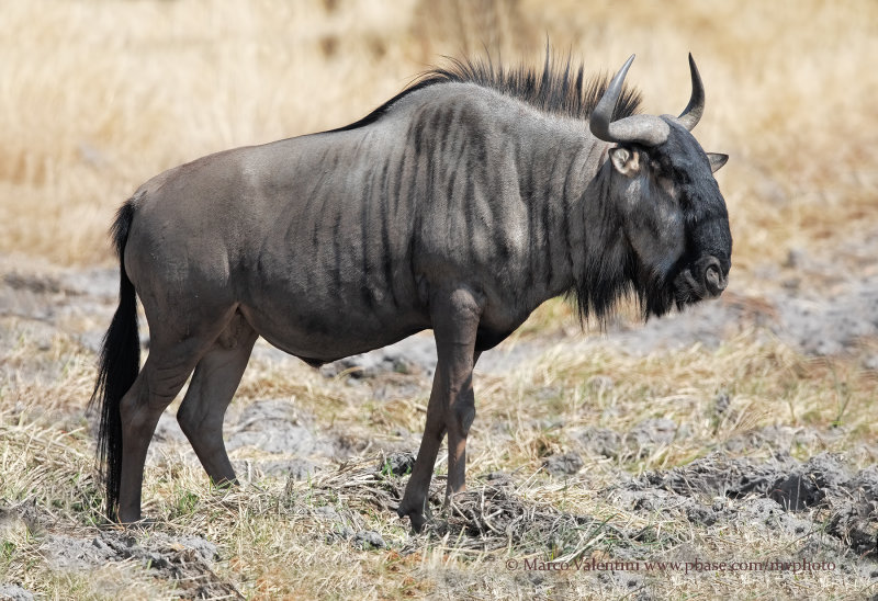 Blue wildbeest - Connoachetes taurinus