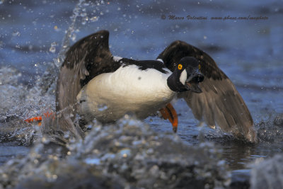 Goldeneye - Bucephala clangula