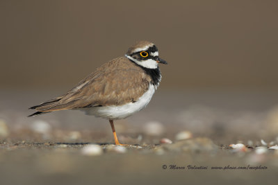 Ringed plover - Charadrius dubius