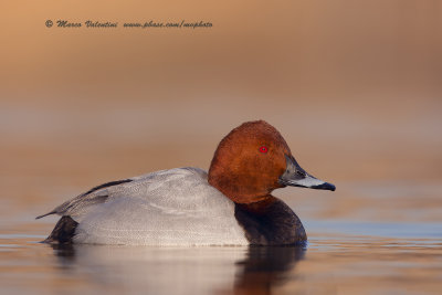 Common pochard - Aythya ferina