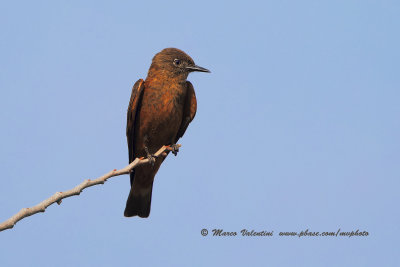 Cliff flycatcher - Hirundinea ferruginea