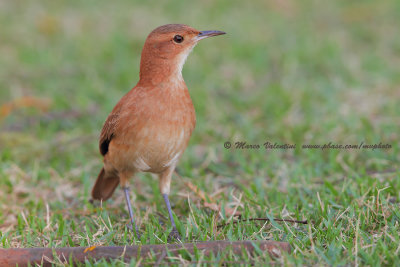 Rufuous hornero - Furnarius rufus