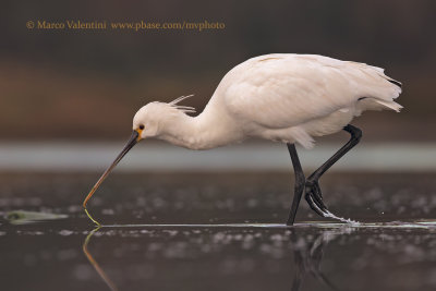Spoonbill - Platalea leucorodia