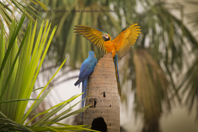 Blue and yellow macaw - Ara ararauna