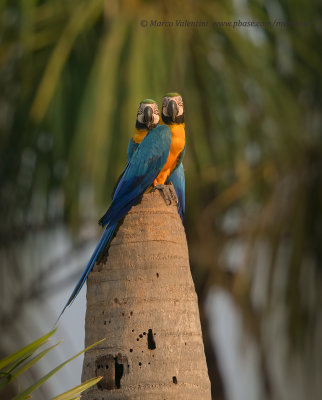 Blue and yellow macaw - Ara ararauna