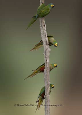 Red-bellied macaw - Orthopsittaca manilata