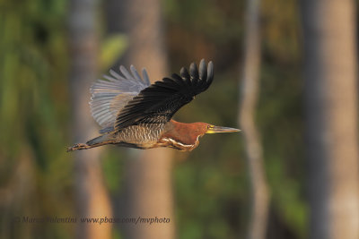 Aves de Pantanal