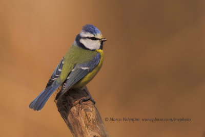 Eurasian blu tit - Cyanistes caeruleus