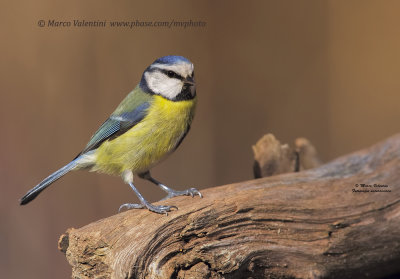 Eurasian blu tit - Cyanistes caeruleus