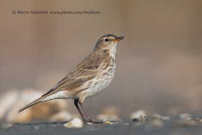 Water pipit - Anthus spinoletta