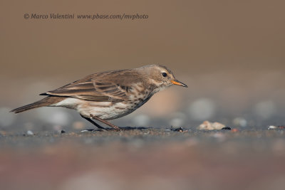 Water pipit - Anthus spinoletta