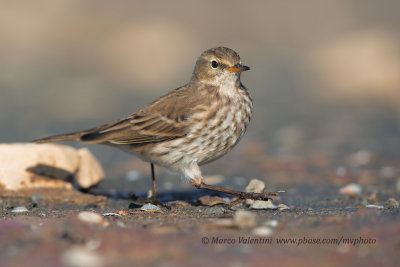 Water pipit - Anthus spinoletta