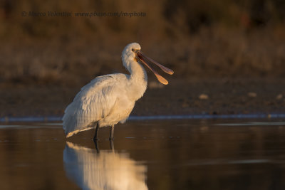 Spoonbill - Platalea leucorodia