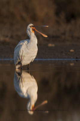 Spoonbill - Platalea leucorodia