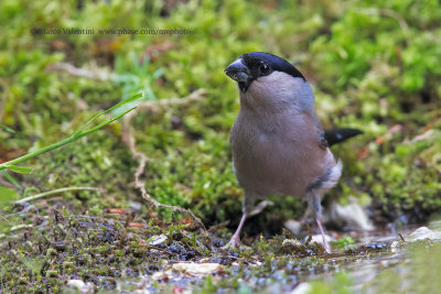 Bullfinch - Pyrrhula pyrrhula