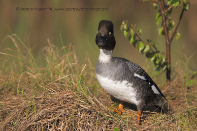 Goldeneye - Bucephala clangula