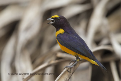 Purple-throated Euphonia - Euphonia chlorotica