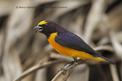 Purple-throated Euphonia - Euphonia chlorotica