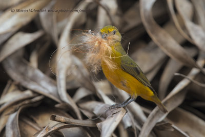 Purple-throated Euphonia - Euphonia chlorotica