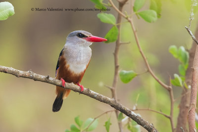 Grey-headed Kingfisher - Halcyon leucocephala