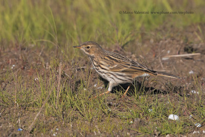 Meadow pipit - Anthus pratensis