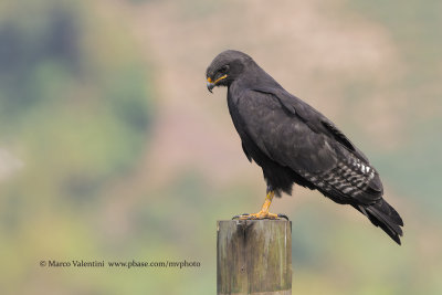 Augur buzzard - Buteo augur