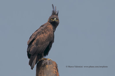 Long-crested eagle - Lophaetus occipitalis