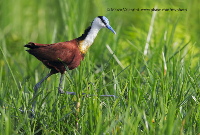 African jacana - Actophilornis africanus