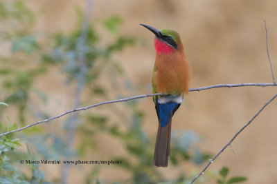 Red-throated bee-eater - Merops bulocki