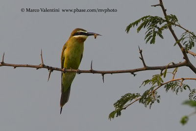 Madagascar Bee-eater - Merops superciliosus